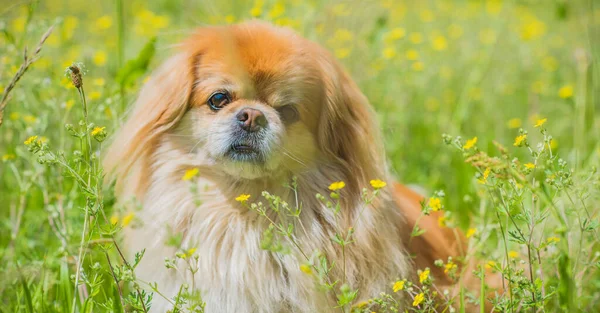 Lindo Bonito Perro Pekinés Oro Parque Jugando Alegre Mejor Amigo —  Fotos de Stock