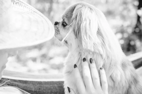 Молодая Сексуальная Женщина Гамаке Маленькой Красной Собачкой Пекинес Дружба Собакой — стоковое фото