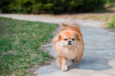 Kırmızı Pekin köpeği yürüyüşe çıktı. Güzel altın evcil hayvan portresi, evcil hayvanlar.