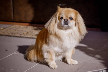 Kırmızı Pekin köpeği yürüyüşe çıktı. Güzel altın evcil hayvan portresi, evcil hayvanlar.