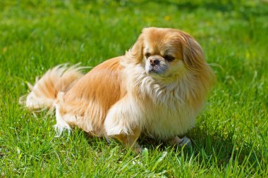 Kırmızı Pekin köpeği yürüyüşe çıktı. Güzel altın evcil hayvan portresi, evcil hayvanlar.