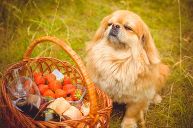 Kırmızı Pekin köpeği yürüyüşe çıktı. Güzel altın evcil hayvan portresi, evcil hayvanlar.