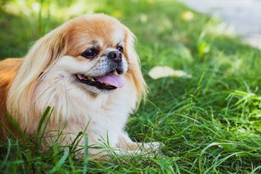 Kırmızı Pekin köpeği yürüyüşe çıktı. Güzel altın evcil hayvan portresi, evcil hayvanlar.