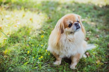 Kırmızı Pekin köpeği yürüyüşe çıktı. Güzel altın evcil hayvan portresi, evcil hayvanlar.