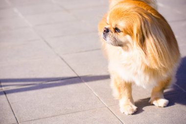 Kırmızı Pekin köpeği yürüyüşe çıktı. Güzel altın evcil hayvan portresi, evcil hayvanlar.