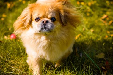 Kırmızı Pekin köpeği yürüyüşe çıktı. Güzel altın evcil hayvan portresi, evcil hayvanlar.