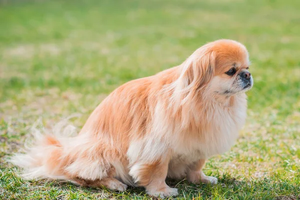 Rode Pekingese Hond Een Wandeling Portret Van Mooie Gouden Huisdier — Stockfoto