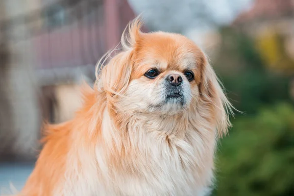 Cão Pekingese Vermelho Uma Caminhada Retrato Bom Animal Estimação Dourado — Fotografia de Stock