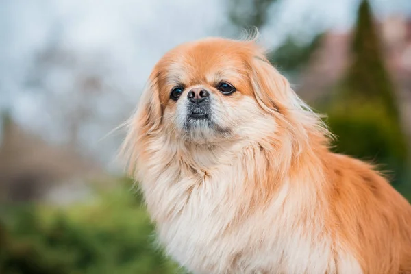 Cão Pekingese Vermelho Uma Caminhada Retrato Bom Animal Estimação Dourado — Fotografia de Stock