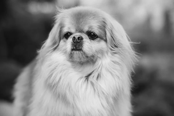 Perro Pekinés Rojo Paseo Retrato Agradable Mascota Dorada Estilo Vida —  Fotos de Stock