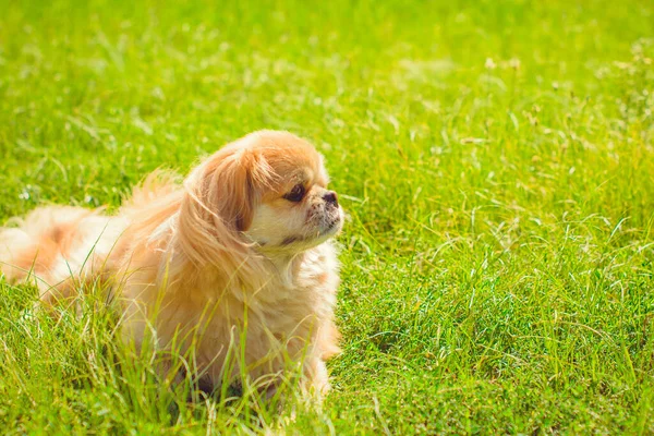 Kırmızı Pekin Köpeği Yürüyüşe Çıktı Güzel Altın Evcil Hayvan Portresi — Stok fotoğraf