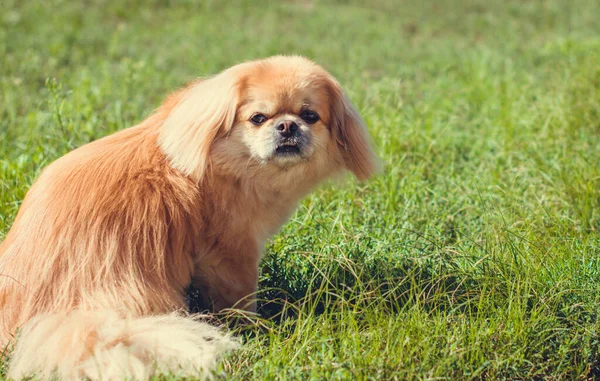 Cão Pekingese Vermelho Uma Caminhada Retrato Bom Animal Estimação Dourado — Fotografia de Stock