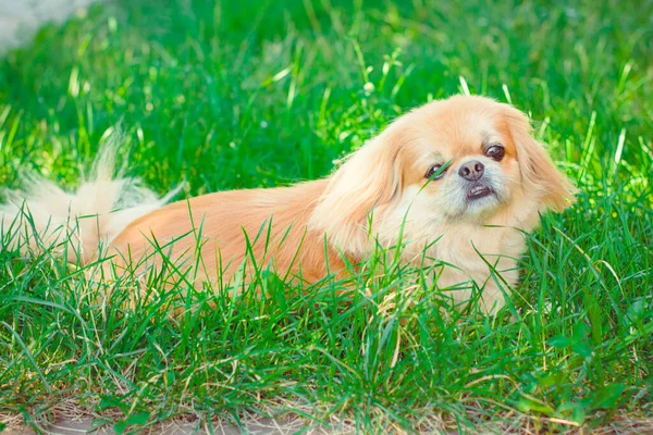 Kırmızı Pekin Köpeği Yürüyüşe Çıktı Güzel Altın Evcil Hayvan Portresi — Stok fotoğraf