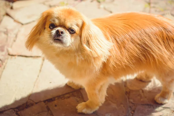 Perro Pekinés Rojo Paseo Retrato Agradable Mascota Dorada Estilo Vida — Foto de Stock