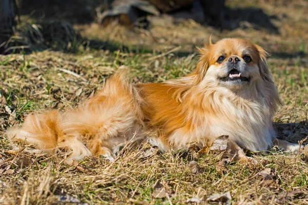 Perro Pekinés Rojo Paseo Retrato Agradable Mascota Dorada Estilo Vida —  Fotos de Stock