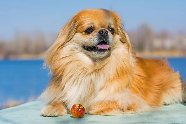 Rode Pekingese Hond Een Wandeling Portret Van Mooie Gouden Huisdier — Stockfoto