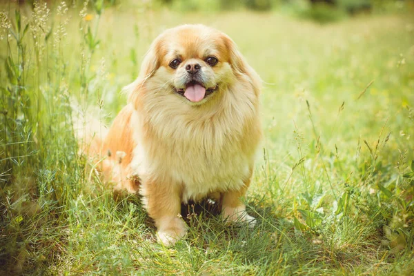 散歩中の赤い孔雀の犬 素敵な黄金のペット ライフスタイルの国内動物の肖像 — ストック写真