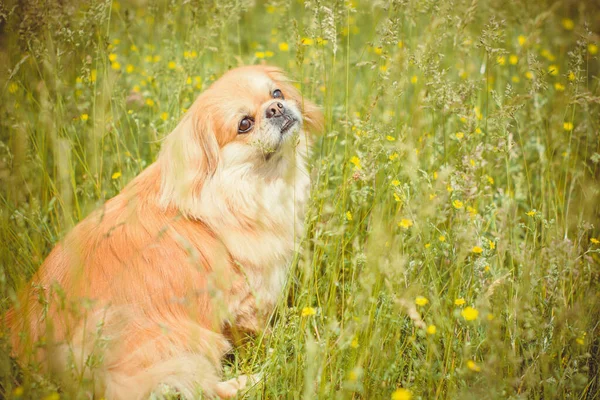Červený Pekingský Pes Procházce Portrét Krásného Zlatého Mazlíčka Životní Styl — Stock fotografie