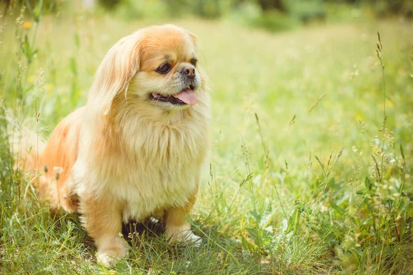 Cão Pekingese Vermelho Uma Caminhada Retrato Bom Animal Estimação Dourado — Fotografia de Stock