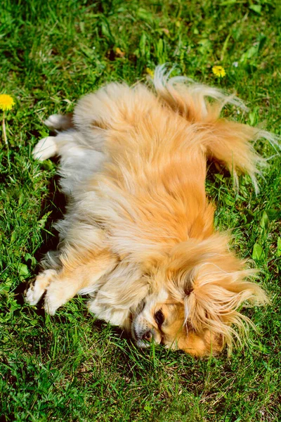 Kırmızı Pekin köpeği yürüyüşe çıktı. Güzel altın evcil hayvan portresi, evcil hayvanlar.