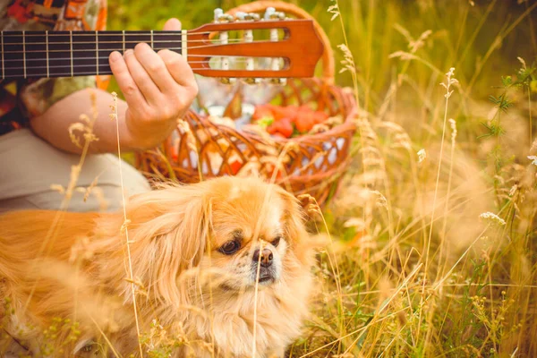 Kırmızı Pekin Köpeği Yürüyüşe Çıktı Güzel Altın Evcil Hayvan Portresi — Stok fotoğraf