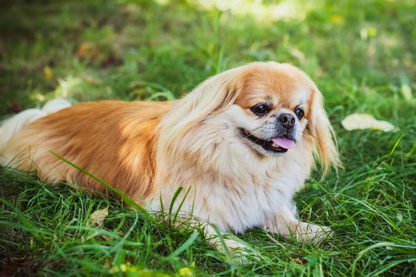 Roter Pekinese Hund Bei Einem Spaziergang Porträt Der Schönen Goldenen — Stockfoto