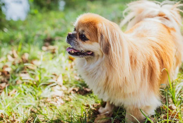 Cão Pekingese Vermelho Uma Caminhada Retrato Bom Animal Estimação Dourado — Fotografia de Stock