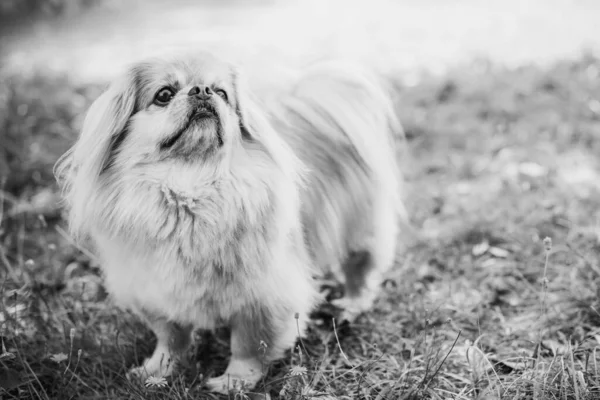 Chien Rouge Pékinois Promenade Portrait Bel Animal Style Vie Animaux — Photo