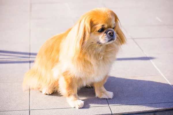 Rode Pekingese Hond Een Wandeling Portret Van Mooie Gouden Huisdier — Stockfoto