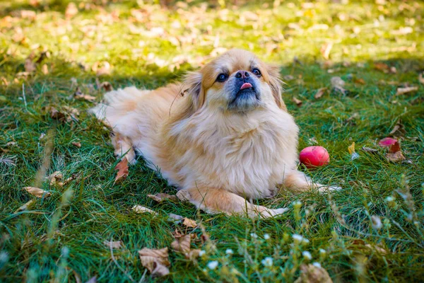 Cane Pechinese Rosso Passeggiata Ritratto Simpatico Animale Domestico Dorato Stile — Foto Stock