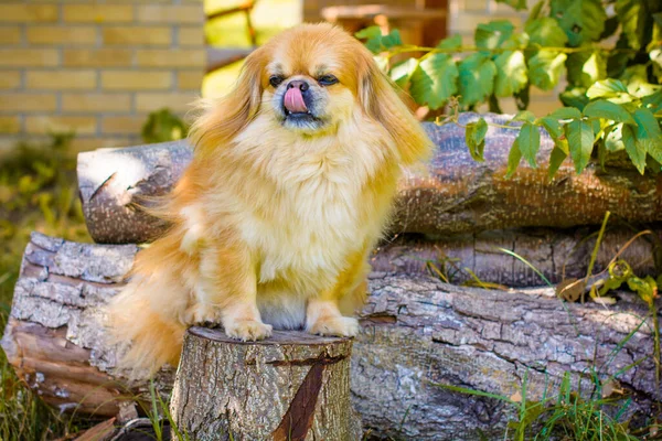 Röd Pekingesisk Hund Promenad Porträtt Fina Gyllene Husdjur Livsstil Husdjur — Stockfoto