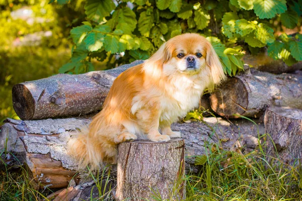 Red Pekingese Dog Walk Portrait Nice Golden Pet Lifestyle Domestic — Stock Photo, Image