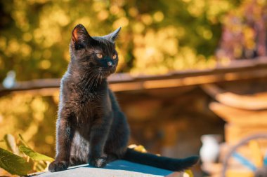 Bahçedeki güzel siyah bir kedinin portresi. Evcil hayvan hayatı. Hayvanlar ve insanlar