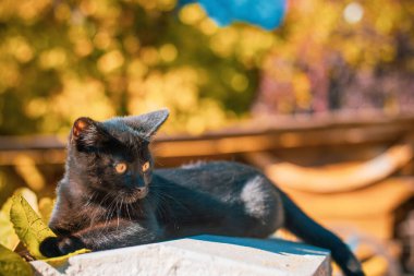 Bahçedeki güzel siyah bir kedinin portresi. Evcil hayvan hayatı. Hayvanlar ve insanlar