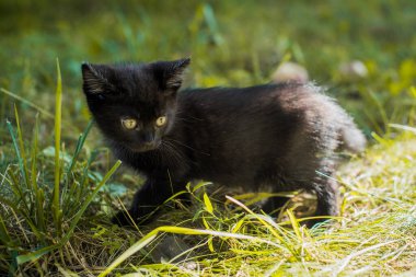 Bahçedeki güzel siyah bir kedinin portresi. Evcil hayvan hayatı. Hayvanlar ve insanlar