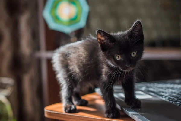 Portrét Krásné Černé Kočičky Doma Život Domácích Mazlíčků Zvířata Lidé — Stock fotografie