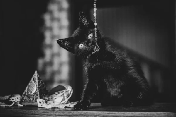 Portrait Beautiful Black Kitty Home Life Pets Animals Human — Stock Photo, Image