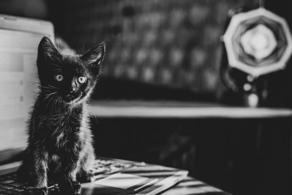 Portret Pięknej Czarnej Kotki Domu Życie Zwierząt Domowych Zwierzęta Ludzie — Zdjęcie stockowe