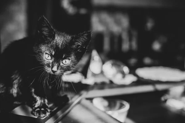 Portrét Krásné Černé Kočičky Doma Život Domácích Mazlíčků Zvířata Lidé — Stock fotografie