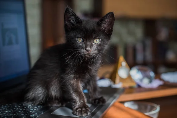 Portret Van Een Prachtig Zwart Poesje Thuis Het Leven Van — Stockfoto