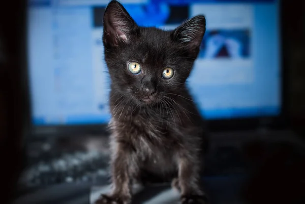 Retrato Lindo Gatinho Preto Casa Vida Animais Estimação Animais Humanos — Fotografia de Stock