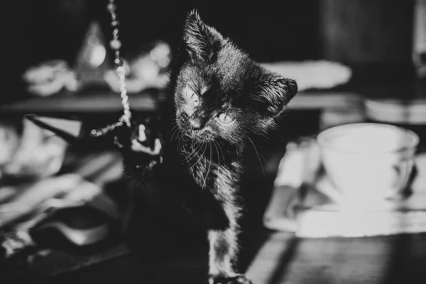 Evdeki Güzel Siyah Bir Kedinin Portresi Evcil Hayvan Hayatı Hayvanlar — Stok fotoğraf