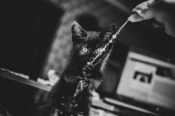 自宅で美しい黒い猫の肖像画 ペットの命 動物と人間 — ストック写真
