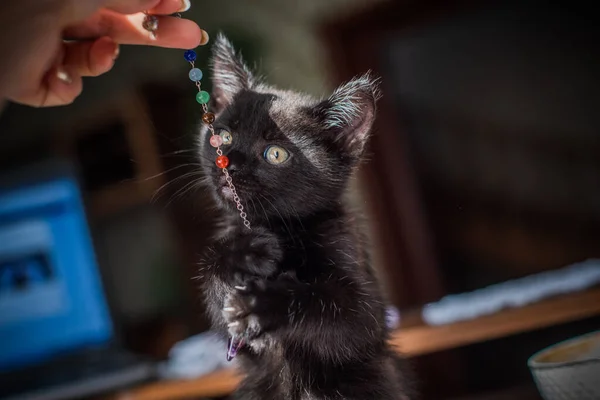 Portrait Beautiful Black Kitty Home Life Pets Animals Human — Stock Photo, Image