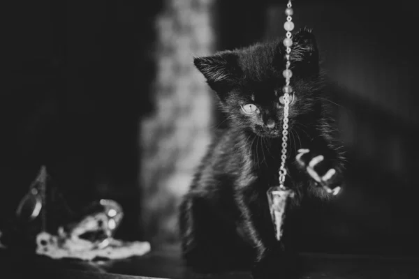 Портрет Красивой Черной Кошечки Дома Жизнь Домашних Животных Животные Люди — стоковое фото