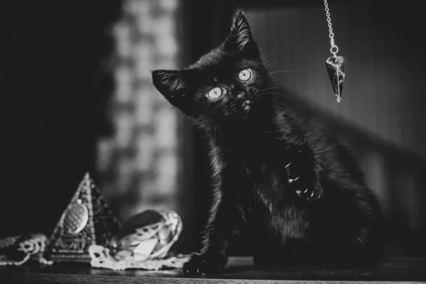 自宅で美しい黒い猫の肖像画 ペットの命 動物と人間 — ストック写真