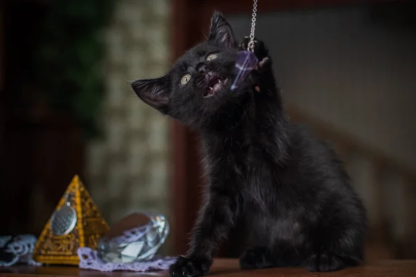 Retrato Lindo Gatinho Preto Casa Vida Animais Estimação Animais Humanos — Fotografia de Stock