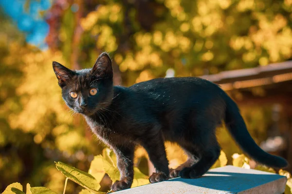花园里一只漂亮的黑色猫咪的画像 宠物的生活 动物与人类 — 图库照片