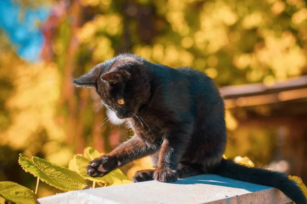 Portrait of a beautiful black kitty at garden. Life of pets. Animals and human