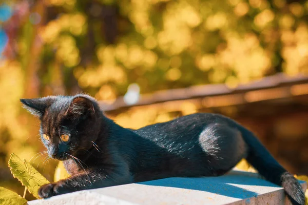 Portrait of a beautiful black kitty at garden. Life of pets. Animals and human